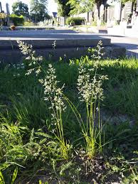 Attēlu rezultāti vaicājumam “Poa angustifolia”