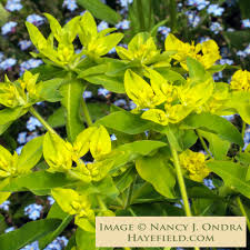 Attēlu rezultāti vaicājumam “Euphorbia palustris flower”