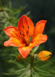 Attēlu rezultāti vaicājumam “Lilium lancifolium flower”