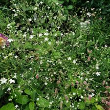 Attēlu rezultāti vaicājumam “Gypsophila paniculata bud”