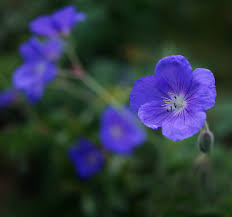 Attēlu rezultāti vaicājumam “Geranium bohemicum flower”