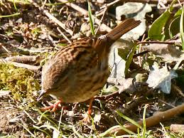 Attēlu rezultāti vaicājumam “Prunella modularis adult”