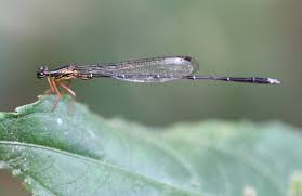 Attēlu rezultāti vaicājumam “Eupteryx vittata”