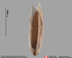 Attēlu rezultāti vaicājumam “Agrostis canina leaf”