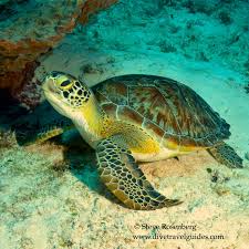 Image result for Chelonia mydas