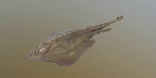 Image result for Amblyraja hyperborea