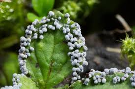 Attēlu rezultāti vaicājumam “Physarum leucopus”