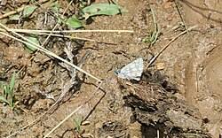 Attēlu rezultāti vaicājumam “Pyrgus serratulae upperside”