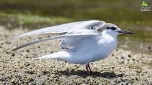 Attēlu rezultāti vaicājumam “Sterna”