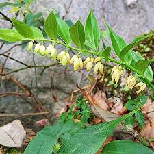 Attēlu rezultāti vaicājumam “Polygonatum odoratum bud”