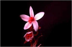 Attēlu rezultāti vaicājumam “Centaurium littorale flower”