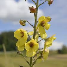 Image result for Verbascum blattaria