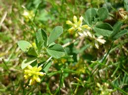 Attēlu rezultāti vaicājumam “Trifolium dubium”