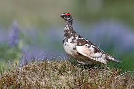 Image result for Lagopus muta