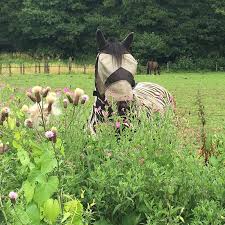 Image result for Greenways Riding Stable Lower Eashing