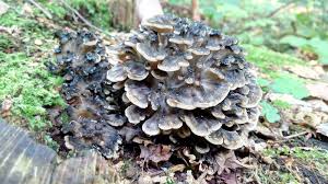 Attēlu rezultāti vaicājumam “Grifola frondosa”