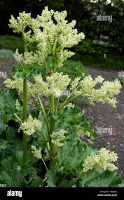 Attēlu rezultāti vaicājumam “Rheum rhabarbarum”