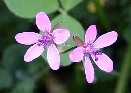 Attēlu rezultāti vaicājumam “Erodium cicutarium”