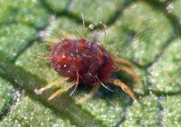 Attēlu rezultāti vaicājumam “Panonychus”