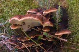 Attēlu rezultāti vaicājumam “Ischnoderma benzoinum”