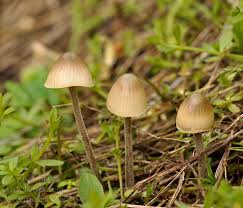 Attēlu rezultāti vaicājumam “Mycena amicta”