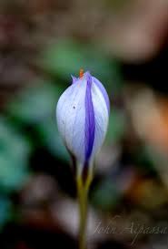 Attēlu rezultāti vaicājumam “Crocus speciosus flower”
