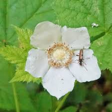 Attēlu rezultāti vaicājumam “Rubus parviflorus fruit”