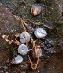 Attēlu rezultāti vaicājumam “Diderma hemisphaericum”