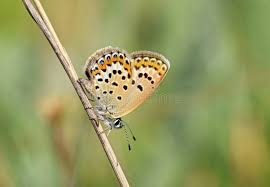 Attēlu rezultāti vaicājumam “Plebejus idas female”