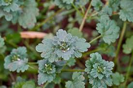 Attēlu rezultāti vaicājumam “Lamium amplexicaule leaf”