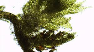 Attēlu rezultāti vaicājumam “Cephaloziella elachista”