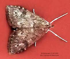 Attēlu rezultāti vaicājumam “Udea prunalis”