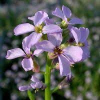 Attēlu rezultāti vaicājumam “Cakile maritima subsp. baltica leaf”