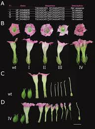 Attēlu rezultāti vaicājumam “Nicotiana tabacum flower”