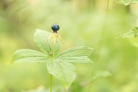 Attēlu rezultāti vaicājumam “Paris quadrifolia fruit”