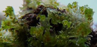 Attēlu rezultāti vaicājumam “Blasia pusilla sporophyte”