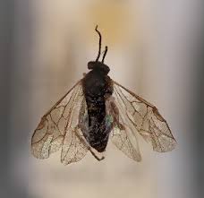 Attēlu rezultāti vaicājumam “Pristiphora maesta”