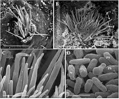 Attēlu rezultāti vaicājumam “Puccinia agrostidis”
