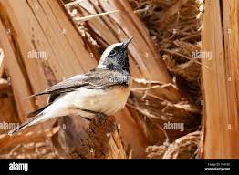 Image result for Oenanthe pleschanka