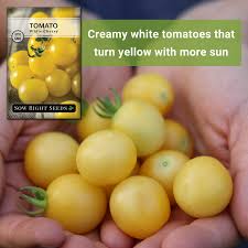 Afbeeldingsresultaat voor hawaiian white cherry tomato