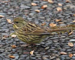Image result for Emberiza spodocephala