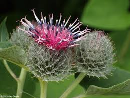 Attēlu rezultāti vaicājumam “Arctium tomentosum leaf”