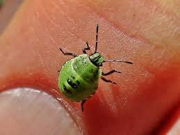 Attēlu rezultāti vaicājumam “Palomena prasina”