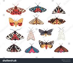 Attēlu rezultāti vaicājumam “Arctiidae”