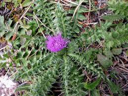 Attēlu rezultāti vaicājumam “Cirsium acaule”