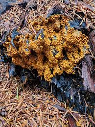 Attēlu rezultāti vaicājumam “Leocarpus sp.”