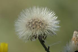 Attēlu rezultāti vaicājumam “Hieracium murorum leaf”