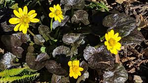 Attēlu rezultāti vaicājumam “Ficaria verna flower”