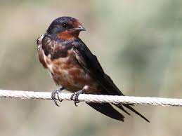 Attēlu rezultāti vaicājumam “Hirundo rustica juvenile”
