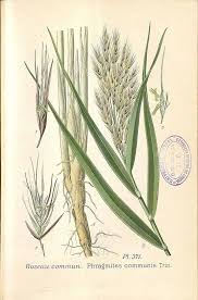 Attēlu rezultāti vaicājumam “Phragmites communis”